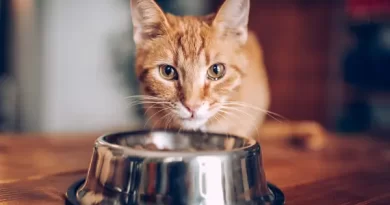 alimentação dos gatos