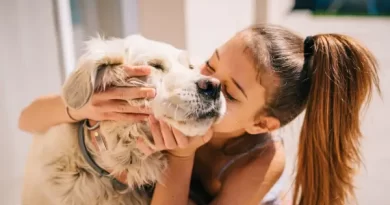 animais de estimação