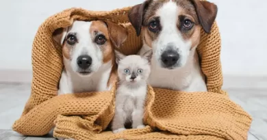 socializar cães e gatos