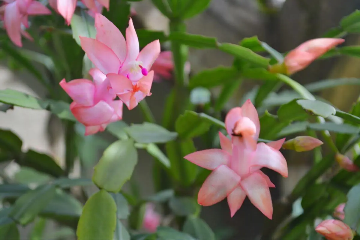 Como Cuidar Da Flor De Maio Dicas Para Plantar E Cultivar Em Casa Edi O Voc