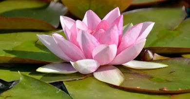 flor-de-lotus