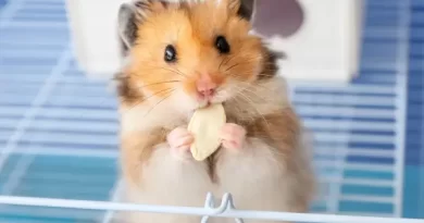 hamster