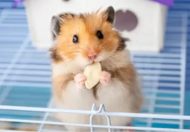 hamster