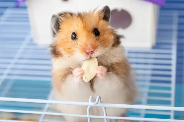 hamster