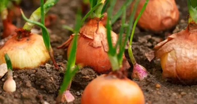 como plantar cebola