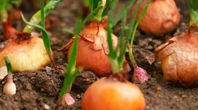 como plantar cebola